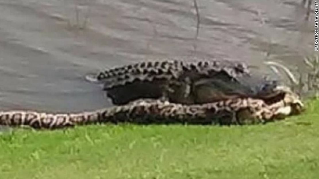 Cocodrilo ataca a una pitón invasora en un campo de golf de la Florida.