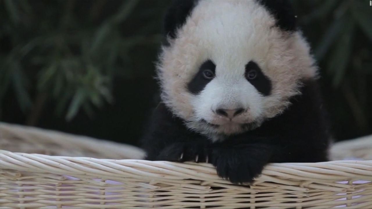 CNNE 518631 - #estonoesnoticia- nombran a dos pandas en china