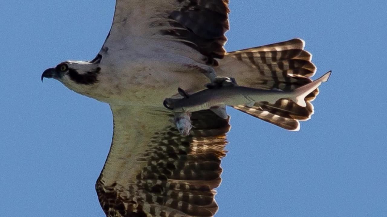 CNNE 519645 - esta aguila pesco un tiburon--- y algo mas- mira bien