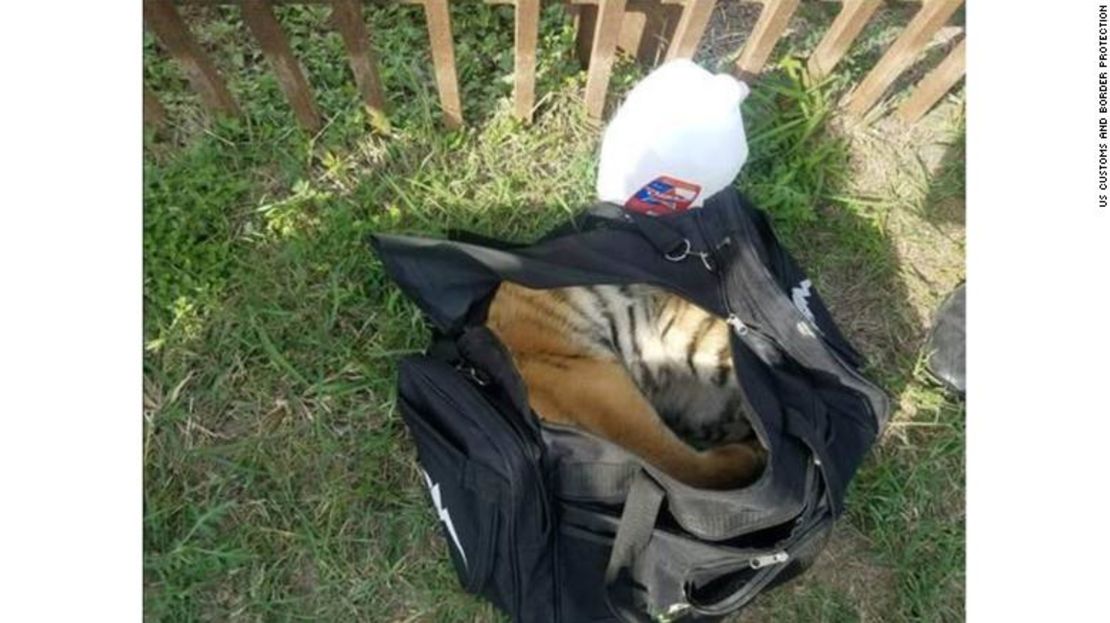 El pequeño tigre fue llevado a un zoológico cercano.