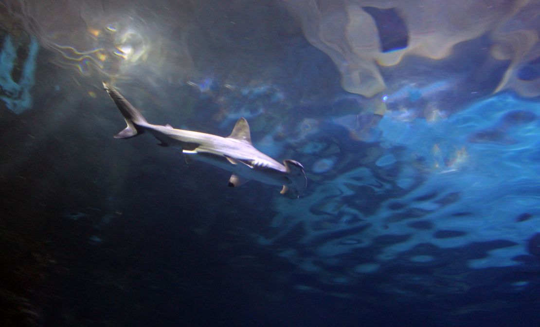 El acuario del Mandalay Bay cuenta con varias especies de tiburón, entre ellas el tiburón martillo.