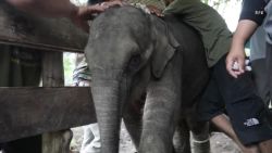 CNNE 521185 - curan a bebe elefante herido en indonesia