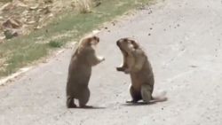 CNNE 522851 - pelea callejera de marmotas