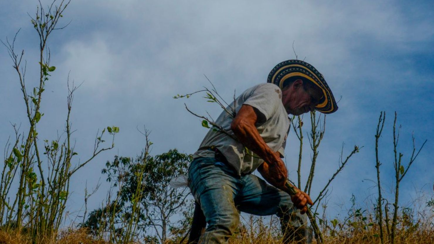 Un campesino colombiano remueve una planta de coca cerca de Briceño, Antioquia, en noviembre de 2017. La meta de erradicación para 2018 es de 50.000 hectáreas, pero hasta finales de abril de 2018 solo se habían erradicado 36.000, según el gobierno de Colombia.