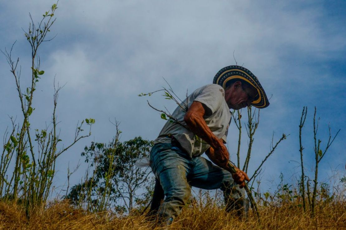 Un campesino colombiano remueve una planta de coca cerca de Briceño, Antioquia, en noviembre de 2017. La meta de erradicación para 2018 es de 50.000 hectáreas, pero hasta finales de abril de 2018 solo se habían erradicado 36.000, según el gobierno de Colombia.