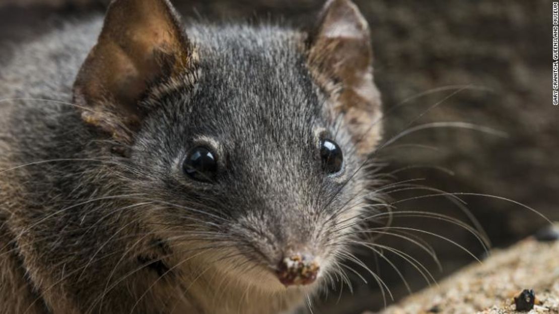 Estos marsupiales se aparean tan furiosamente que los machos se estresan hasta niveles tóxicos y mueren.