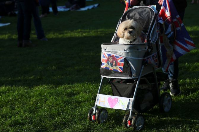 Un perro es llevado en un carrito de bebé en los alrededores del castillo de Windsor.