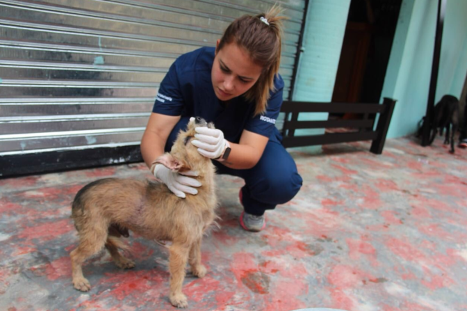 Varios animales también han sido afectados por la crisis de Hidroituango.