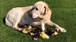 CNNE 526650 - #estonoesnoticia- un labrado adopta a nueve patitos