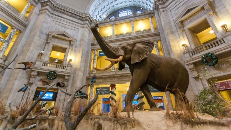 7. Museo Nacional de Historia Natural, Washington: Este museo del Smithsonian alberga más de 126 millones de especímenes y artefactos culturales, incluidos 30 millones de insectos y 400.000 fotografías.