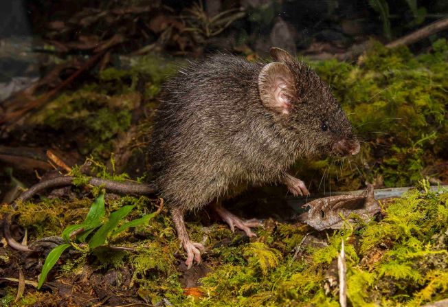 La Expedición Científica Identidad Madidi recorrió 15 sitios remotos del Parque Nacional Madidi en Bolivia. Recorre la galería para ver las impresionantes especies que habitan este lugar, que fue declarado como el área protegida con mayor diversidad biológica del mundo.