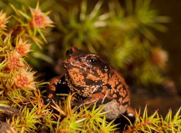 Este anfibio del género Microkayla fue descubierto en el viaje a Chullo, Keara. Es una posible candidata para nueva especie, según Identidad Madidi.