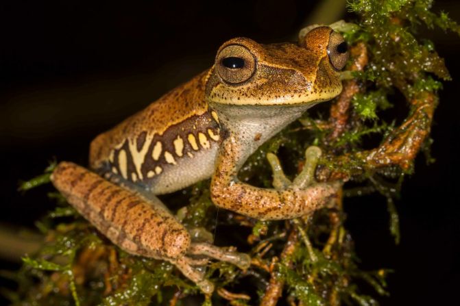 Esta rana de árbol (Hypsiboas cf. marianitae) fue hallada en los bosques montañosos inferiores del Madidi, en Bolivia.