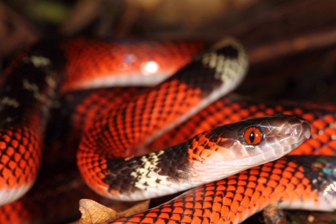 La serpiente falsa coral de Tschudi (Oxyrhopus melanogenys) fue hallada en el Alto Madidi.