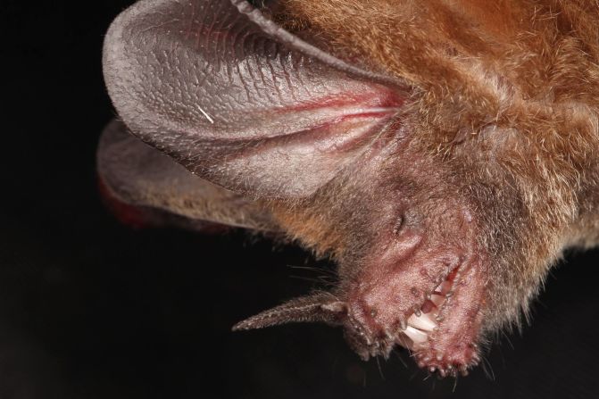 Murciélago de labios con flecos (Trachops cirrhosus). “A pesar de que puede alimentarse de varios pequeños vertebrados, es capaz de identificar los cantos de las ranas y de detectar el veneno, con sus protuberancias especializadas alrededor de su boca, y determinar si éstas son venenosas antes de alimentarse de ellas”, dice Identidad Madidi.