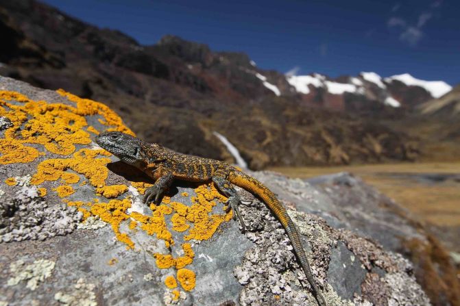 “Las lagartijas del género Liolaemus son algunos de los reptiles que viven en los lugares más elevados del mundo. Han sido registrados hasta los 5.250 metros sobre el nivel de mar. Madidi también tiene esta especie, aquí fotografiada, y que representa otro nuevo registro para el parque y para Identidad Madidi”, dice el proyecto.