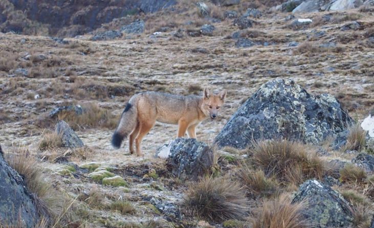 Este zorro andino (Lycalopex culpaeus) fue visto a casi 4.600 metros sobre el nivel del mar. Se alimenta de vertebrados pequeños y medianos, así como de algunos invertebrados, según los investigadores y a veces son depredadores de crías de alpacas, lo que representa un problema para las comunidades locales.