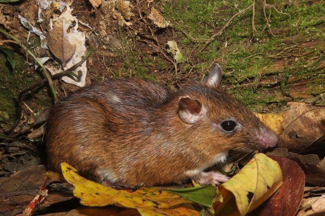 La rata espinosa (Proechimys cf. brevicauda) es un mamífero pequeño terrestre y hace parte de uno de los grupos de rodeores más diversos que habitan las tierras bajas del neotrópico en el Parque Madidi.