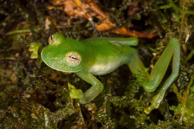 Rana de cristal (Cochranella sp.) de los bosques montañosos inferiores de Madidi.