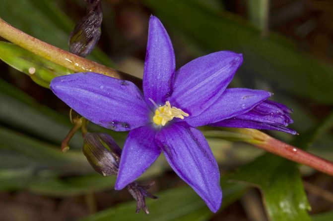 La flor de la hierba Eccremis coarctata es única en su género y se encuentra en los bosques montañosos del Madidi.