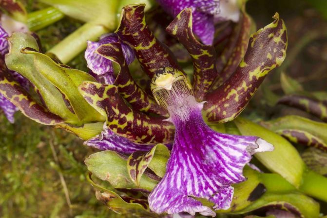 La Zygopetalum moteada es una orquídea de Cargadero y se encuentra en zonas de entre 1.100 y 2.500 metros sobre el nivel de mar en el Parque Madidi.