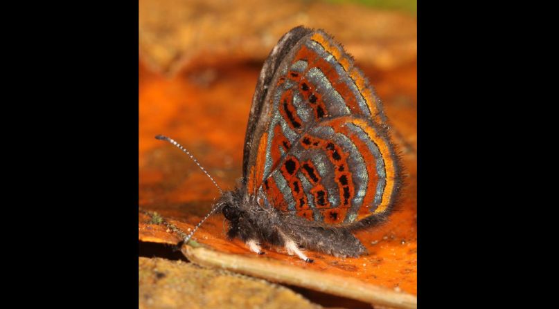 Una mariposa metálica (Sarota sp.) es un nuevo registro para el Madidi y uno de alrededor de 100 nuevos registros de mariposas en el viaje al rio Hondo.