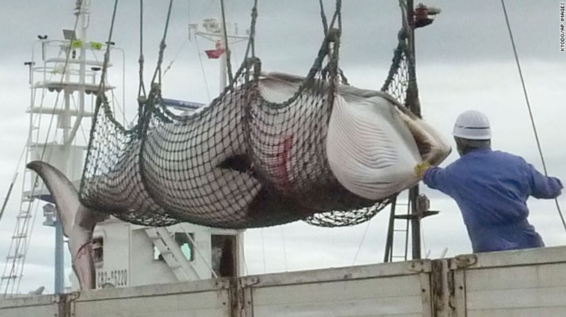 Una ballena minke, sobre un barco de caza en Kushiro, Hokkaido, al norte de Japón, en septiembre de 2013.