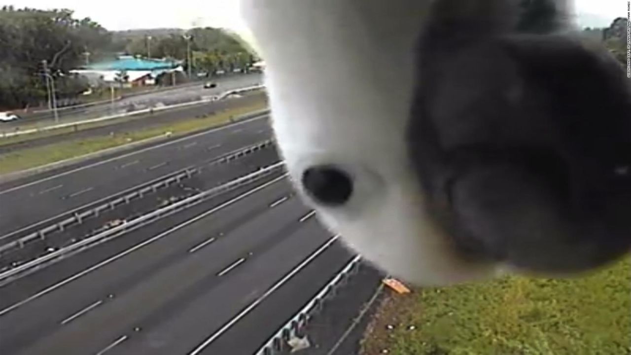 CNNE 530565 - #laimagendeldia- una cacatua curiosa bloquea una camara de trafico