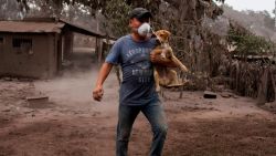 CNNE 530931 - animales son rescatados de las cenizas del volcan de fuego