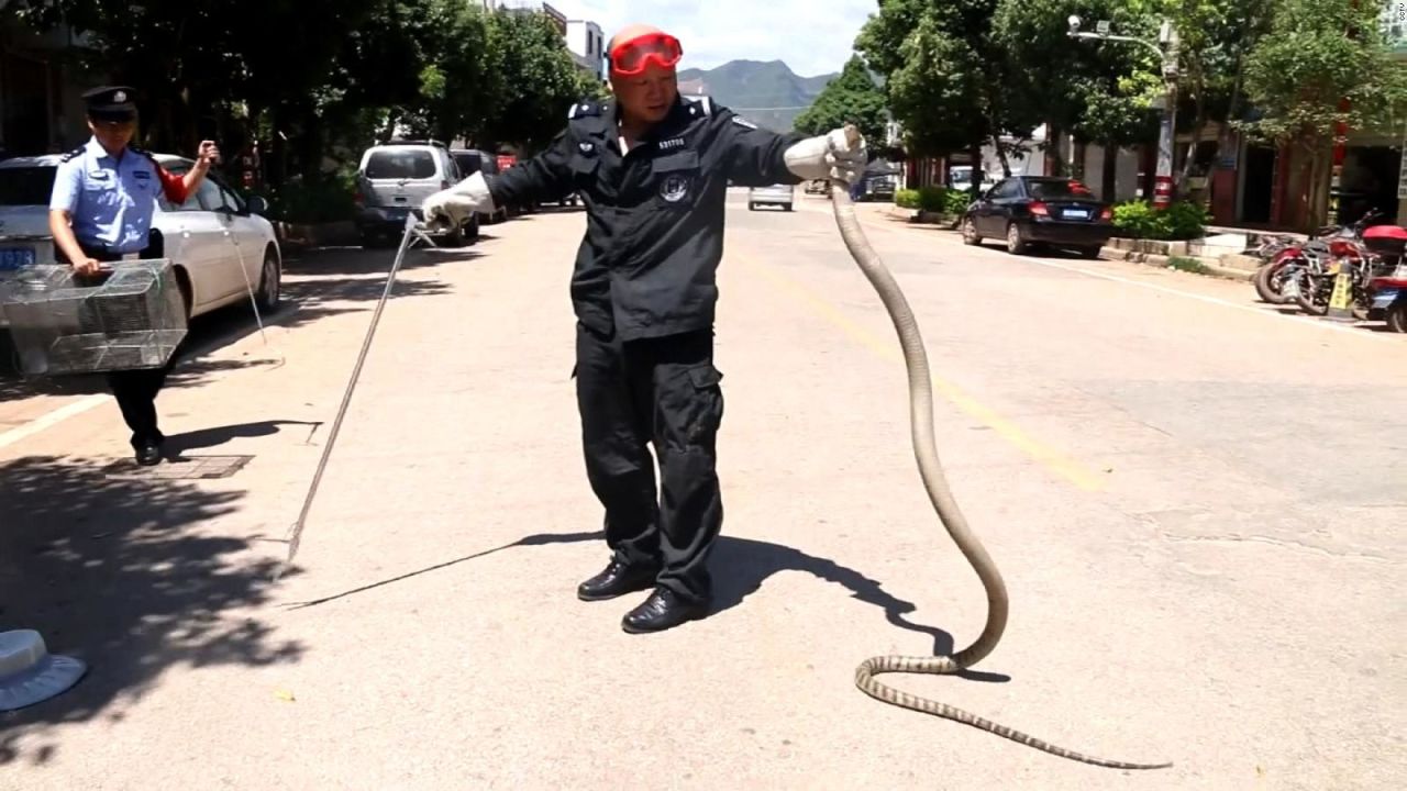 CNNE 531329 - sacan una cobra gigante de un auto en china