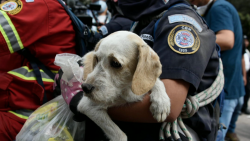 CNNE 531564 - mascotas guatemala volcan fuego