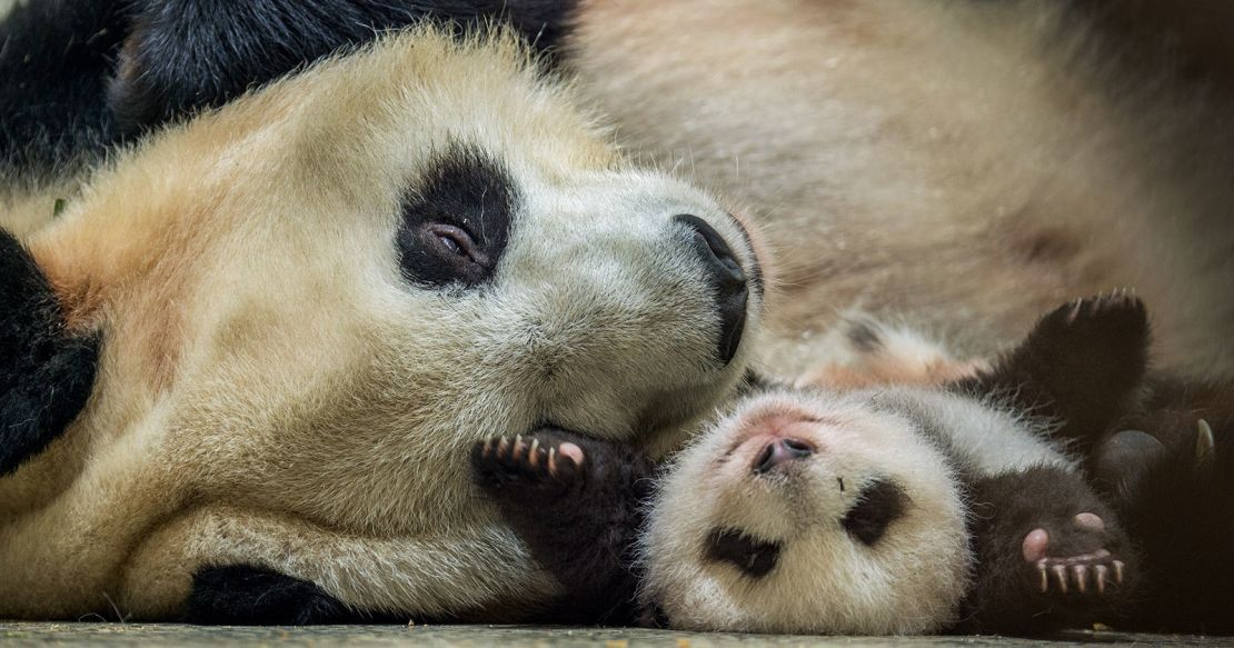 CNNE 531835 - osos panda extincion salvar reproduccion china1