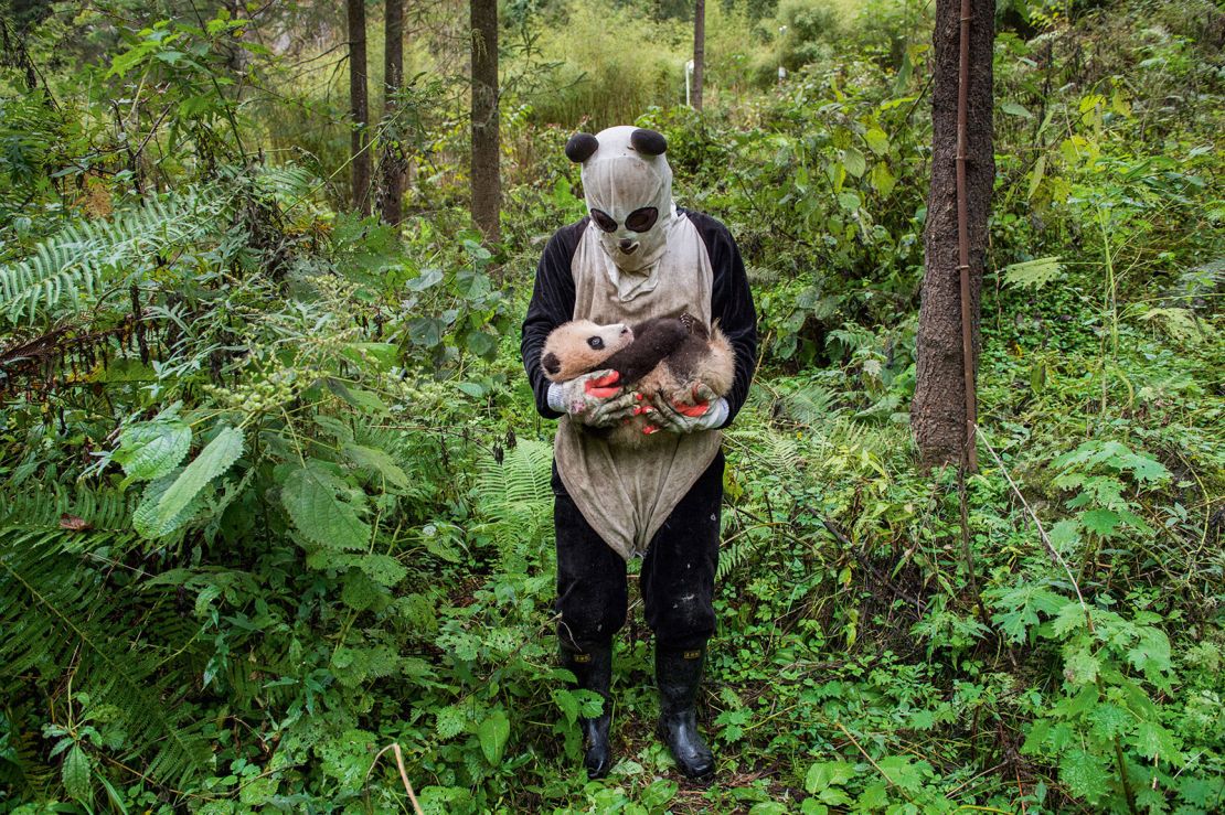 Un cuidador de pandas revisa a un osezno en la Reserva Natural de Wolong, ubicado en la provincia Sichuan, China.