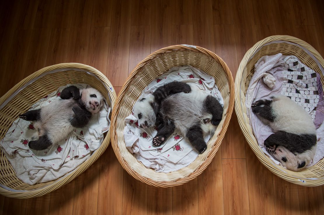 Los bebés panda, aquí recostados dentro de unas canastas, necesitan alimentación constante y suficiente sueño, igual que los humanos recién nacidos.