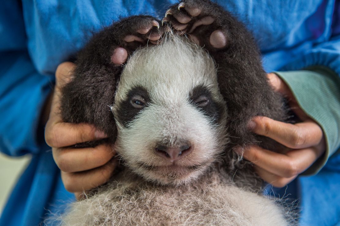 Cuidar a un panda bebé es un trabajo duro: es necesario mecerlos, masajearlos y sacarles los gases.