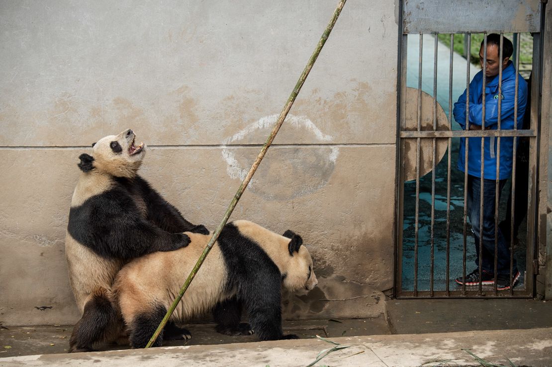 “¿Un poco de privacidad?”. Aquí los pandas comparten un momento íntimo.