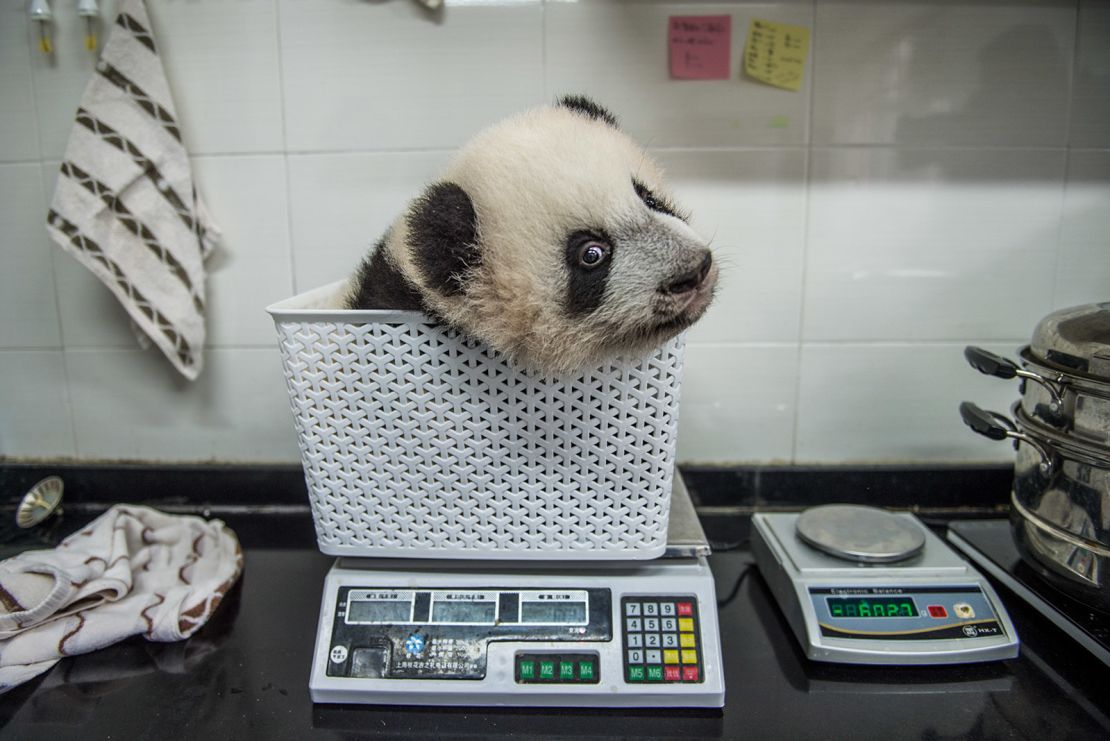 Los bebés panda crecen rápidamente. De hecho, se encuentran entre los mamíferos de más rápido crecimiento, pasando de aproximadamente 113 gramos cuando nacen a 1,8 kilos en su primer mes.