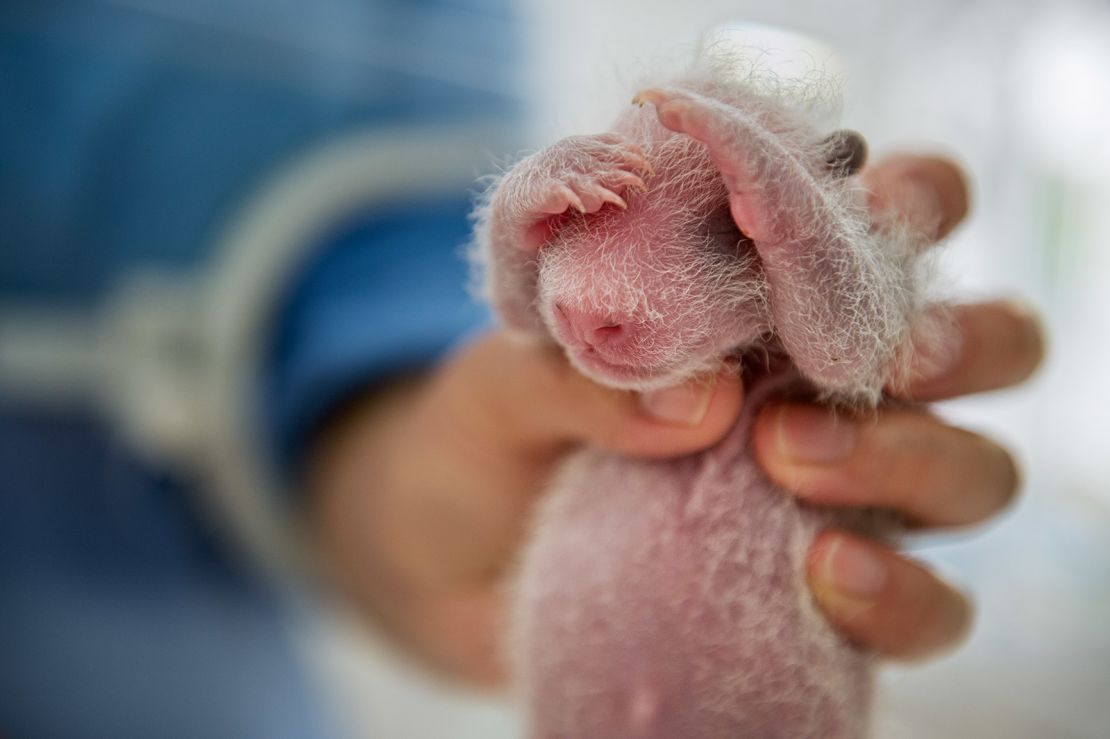 Los pandas recién nacidos son ciegos y calvos y necesitan ser frotados para estimular sus sistemas digestivos.