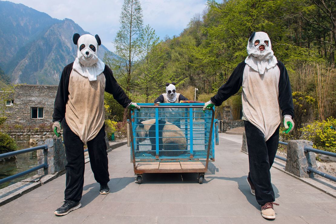 Cuidadores de la Reserva Natural Wolong transportan a la panda Hua Jiao antes de que termine su “entrenamiento salvaje”: