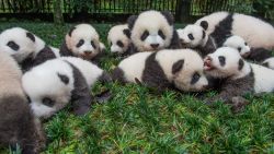 Los pandas bebé son llevados para un retrato en Bifengxia Giant Panda Base, en la provincia de Sichuan.