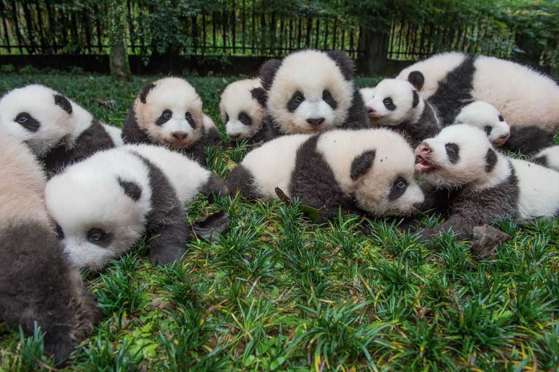Los pandas bebé son reunidos para un retrato en Bifengxia Giant Panda Base, en la provincia de Sichuan.