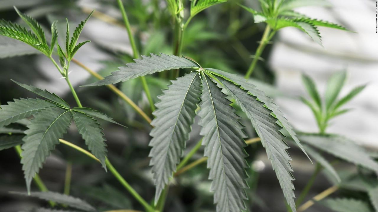 CNNE 532262 - canada, ¿lista para legalizar la marihuana?
