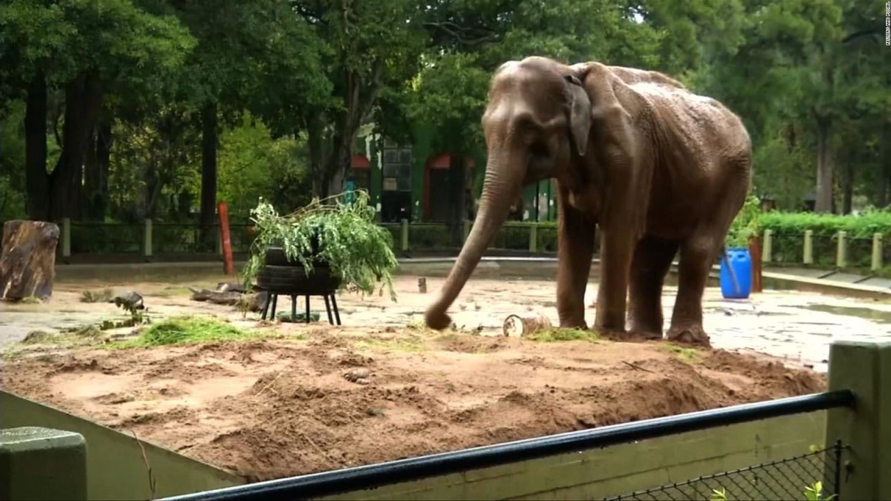 CNNE 533216 - la elefante ruperta muere a los 48 anos en el zoologico de caracas
