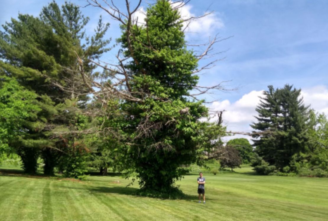 La hiedra venenosa puede ocupar un árbol muerto, como este en el campo de golf de Virginia Tech. Desde lejos, parece un árbol de hoja perenne. De cerca, queda claro que es una pesadilla de la naturaleza.