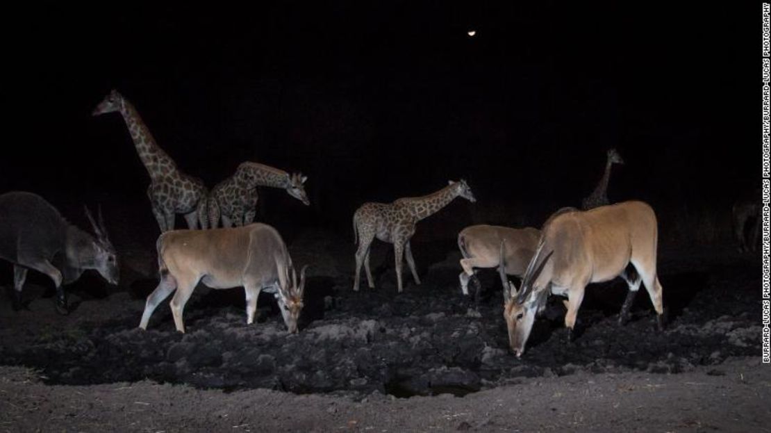 Jirafas y ñus se congregan alrededor de una charca en la región de Zambezi en Namibia por la noche.