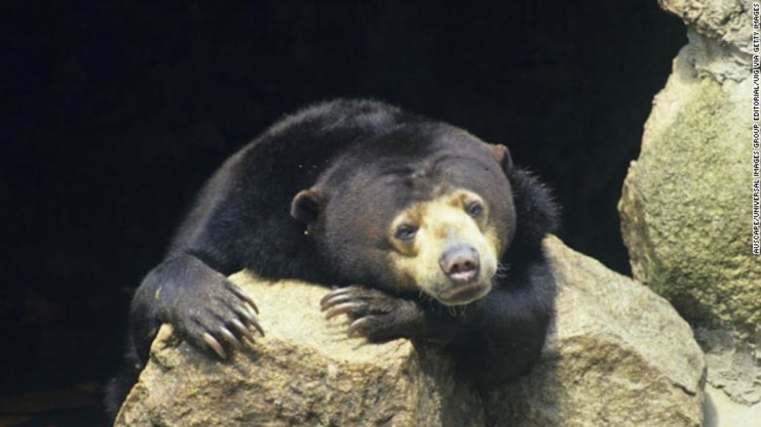 El oso malayo se esconde en las horas de sol cerca de las personas.