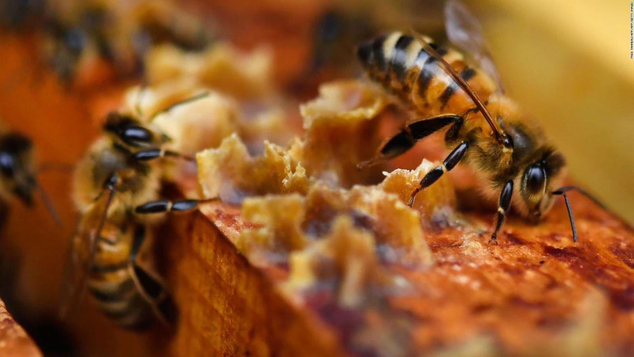 CNNE 535416 - un enjambre de abejas en times square