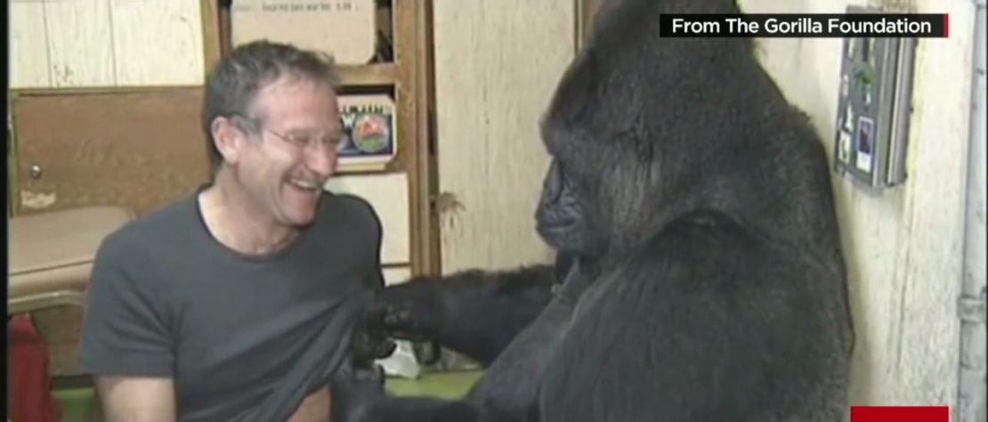 CNNE 536524 - 140812202443-erin-moos-robin-williams-gorilla-koko-00014327