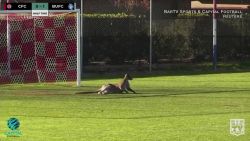 CNNE 537573 - canguro invade un partido de futbol en australia