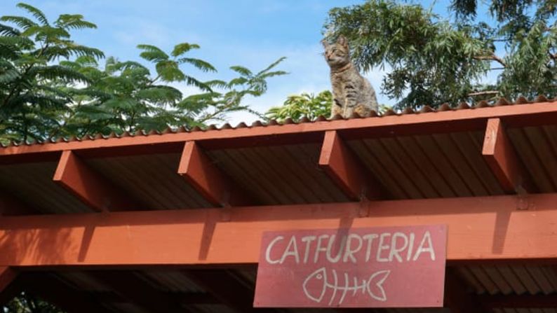 Fundado en 2009, el santuario sin ánimo de lucro fue una idea de Kathy Carroll, quien vio la necesidad de proporcionar refugio para la creciente población de gatos callejeros en la isla, así como de proteger a las aves en peligro de extinción.